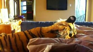 Ручной домашний хищник - смотреть видео (2:00)