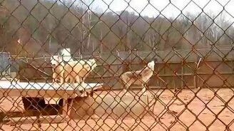 Волчья хоровая песня - смотреть видео (1:33)