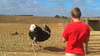 Страус станцевал под его дудку - смотреть видео (0:32)