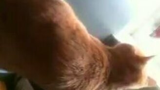 Кот завис на кухне - смотреть видео (1:08)