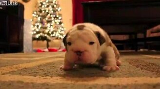 Милый маленький щеночек - смотреть видео (3:00)