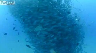 Тунцовый смерч - смотреть видео (0:24)