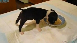 Так вкусно - до задних ног! - смотреть видео (0:23)