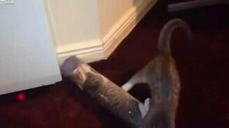 Пластиковая упаковка для кота - смотреть видео (1:59)