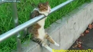 Прикольная подборка - смотреть видео (10:05)