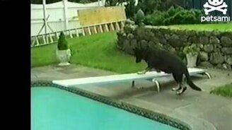 Пёс залез по лестнице на чердак - смотреть видео (0:46)