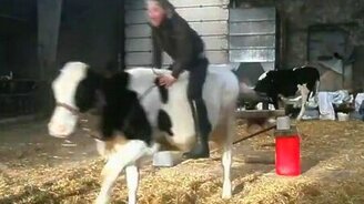 Девчонки дрессируют корову - смотреть видео (0:25)