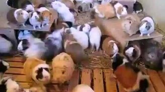 Море морских свинок - смотреть видео (0:27)