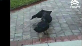 Три утки против лазера - смотреть видео (0:48)