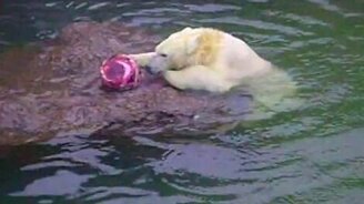 Охота белого медведжонка - смотреть видео (4:23)