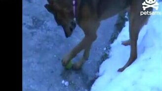 Пёс против примёрзшего мяча - смотреть видео (0:55)