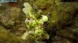 Рыба-лягушка - смотреть видео (2:20)