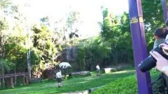 Дрессировка белого льва - смотреть видео (0:29)