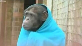 Обезьянка-мерзлячка - смотреть видео (0:44)