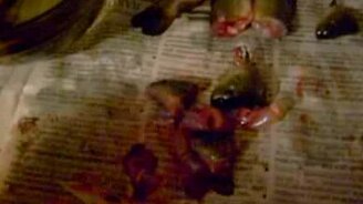 Живой рыбий хвост - смотреть видео (0:40)