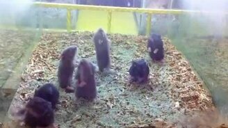 Взбесившиеся мышки - смотреть видео (0:30)