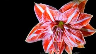 Красота распускания бутонов - смотреть видео (2:33)