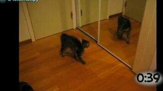 Кошки врезаются в своё отражение - смотреть видео (1:03)