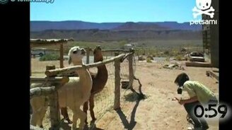 Ламы плюются в людей - смотреть видео (1:08)