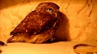 Моя добыча, не отдам! - смотреть видео (0:18)