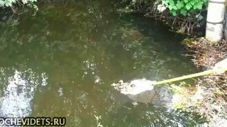 Спасение утяток - смотреть видео (0:21)