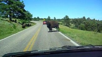 Суровый бизон - смотреть видео (0:58)