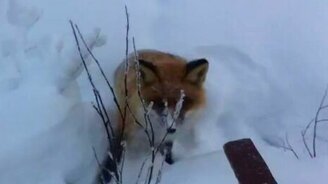 Лисичка и рыбак со Сникерсом - смотреть видео (1:25)