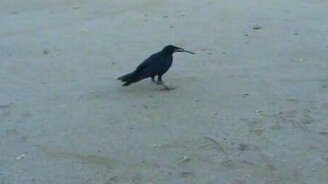 Ворона как собака - смотреть видео (0:55)