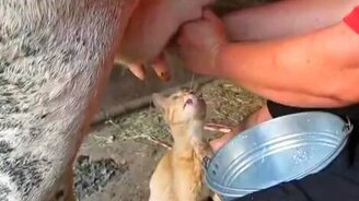 Котейка и парное молочко - смотреть видео (0:19)