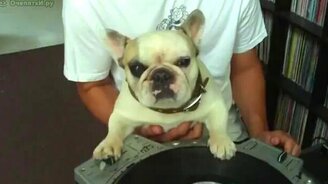 Собака DJ - смотреть видео (0:27)
