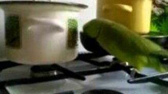 Попугай Гоша требует кушать - смотреть видео (1:06)