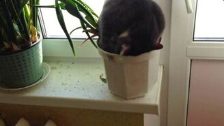Кот спит в цветочном горшке - смотреть видео (0:16)