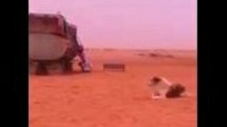 Собака не дала сходить в туалет - смотреть видео (0:31)