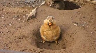 Истинный американец - смотреть видео (0:24)