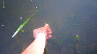 Как поймать рыбу рукой - смотреть видео (0:08)