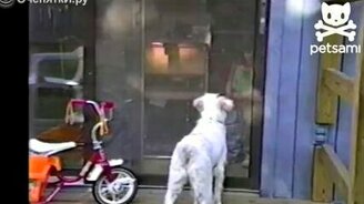 Пёс протаранил дверь - смотреть видео (0:42)