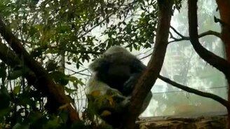 Живые ушки - смотреть видео (0:13)