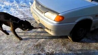 Питбуль буксирует Ладу - смотреть видео (0:26)