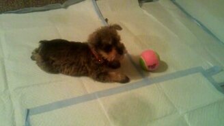 Никак не достать мячик - смотреть видео (0:42)