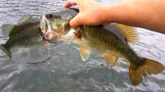 Жадная рыба подавилась рыбой - смотреть видео (1:35)