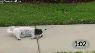 Пёсики, которые не хотят идти гулять - смотреть видео (1:11)