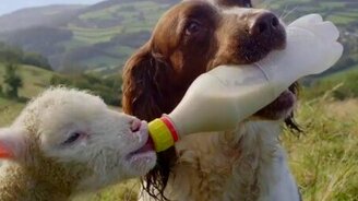 Пёс кормит ягнёнка - смотреть видео (0:33)