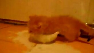 Суетливый котёнок - смотреть видео (0:14)