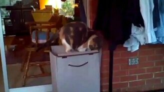 Любопытный котяра - смотреть видео (0:44)