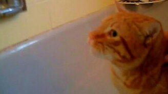 Кот бьёт тревогу в ванной - смотреть видео (2:44)
