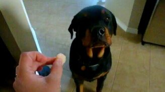 Ротвейлер отказывается от лакомства - смотреть видео (0:42)