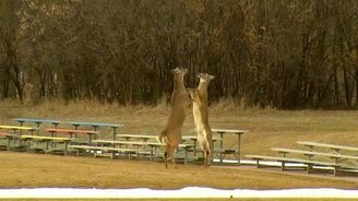 Битва молодых оленей - смотреть видео (1:39)