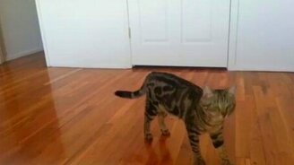 Коточеловек - смотреть видео (0:09)