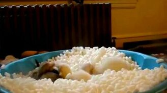 Игривые хорьки в пенопласте - смотреть видео (1:03)