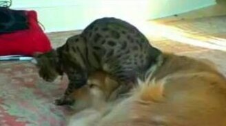 Кот топчется по голове псины - смотреть видео (2:40)